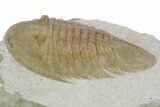 Huge, Fossil Pseudobasilicus planus Trilobite - Russia #360297-3